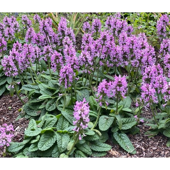 Plante Betonica officinalis (Stachys) Ukkie -Cretisor, Betonie Plante Betonica officinalis (Stachys) Ukkie -Cretisor, Betonie