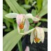 Plante Bletilla striata Ochracea-Orhidee de gradina