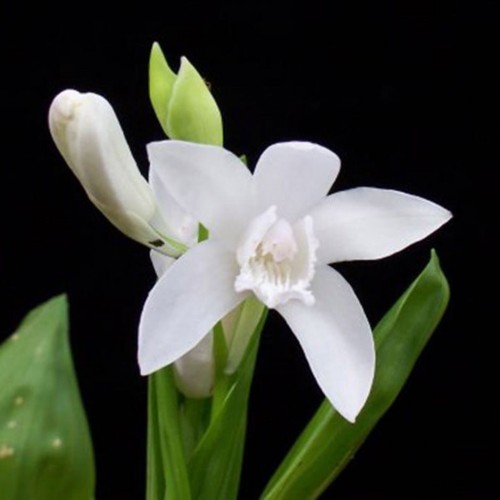 Plante Bletilla striata Alba-Orhidee de gradina