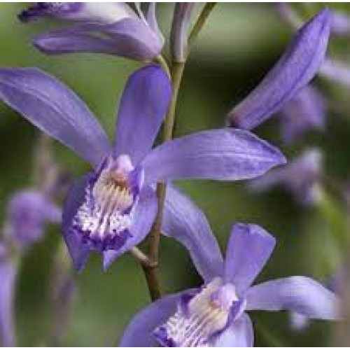 Plante Bletilla striata Blue Dragon-Orhidee de gradina