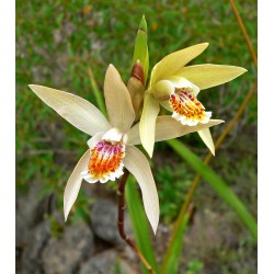 Plante Bletilla striata Ochracea-Orhidee de gradina