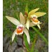 Plante Bletilla striata Ochracea-Orhidee de gradina