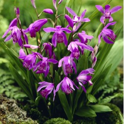 Plante Bletilla striata Purple Variegata - Orhidee de gradina