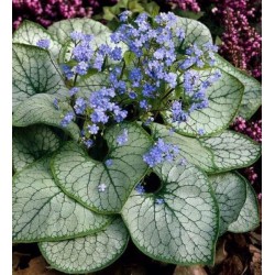 Plante Brunnera macrophylla Alexander's Great- Nu-Ma-Uita de Caucaz, Cununita