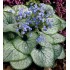 Plante Brunnera macrophylla Alexander's Great- Nu-Ma-Uita de Caucaz, Cununita