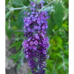 Plante Buddleja davidii Blue Knight-Liliac de vara