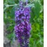 Plante Buddleja davidii Blue Knight-Liliac de vara