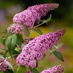 Plante Buddleja davidii Pink Delight-Liliac de vara