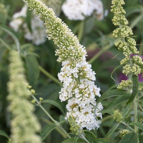 Plante Buddleja davidii White Profusion-Liliac de vara