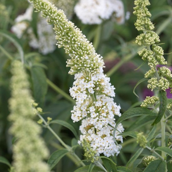 Plante Buddleja davidii White Profusion-Liliac de vara Plante Buddleja davidii White Profusion-Liliac de vara