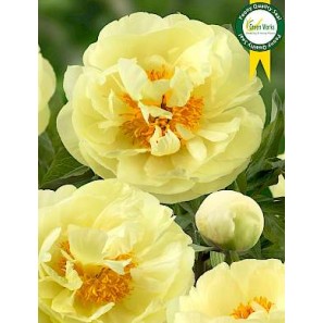 Plante Bujor hybrid Lemon Chiffon