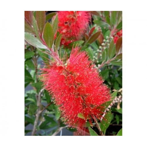 Plante CALLISTEMON rigidus - Clopotel australian