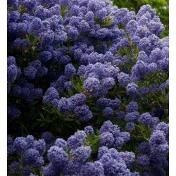 Plante Ceanothus impressus Blue Mound -  Liliac de California, Ceanot de Santa Barbara