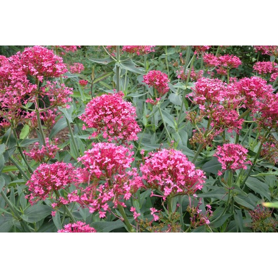 Plante Centranthus ruber Coccineus - Valeriana rosie Plante Centranthus ruber Coccineus - Valeriana rosie