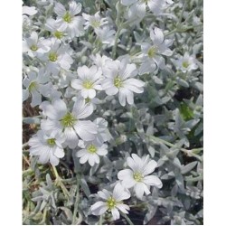 Plante Cerastium bibersteinii - Lana caprelor
