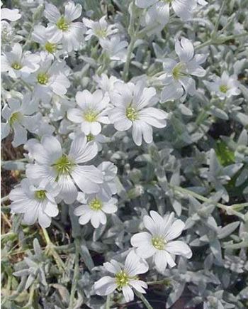 Plante Cerastium bibersteinii - Lana caprelor