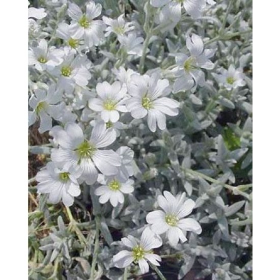 Plante Cerastium bibersteinii - Lana caprelor Plante Cerastium bibersteinii - Lana caprelor