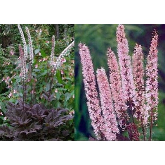Plante Cimicifuga racemosa Pink Spike -Cosaș negru Plante Cimicifuga racemosa Pink Spike -Cosaș negru