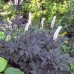 Plante Cimicifuga simplex (Actaea) Hillside Black Beauty -Cosas negru