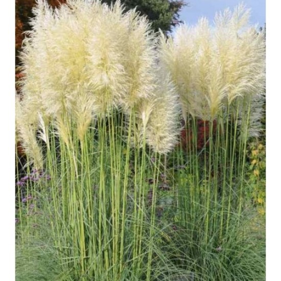 Plante Cortaderia selloana White Feather - Iarba de pampas Plante Cortaderia selloana White Feather - Iarba de pampas