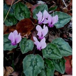 Bulbi Cyclamen hederifolium Rose - ciclamen de toamna