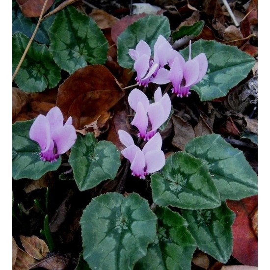 Bulbi Cyclamen hederifolium Rose - ciclamen de toamna