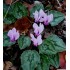 Bulbi Cyclamen hederifolium Rose - ciclamen de toamna