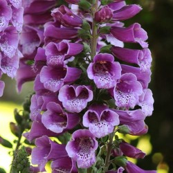 Plante Digitalis purpurea Dalmatian Purple -Degetel
