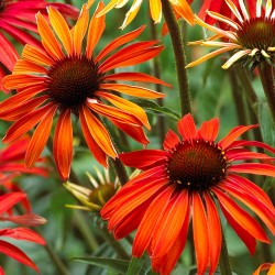 Plante Echinacea purpurea Hot Summer-Echinacea