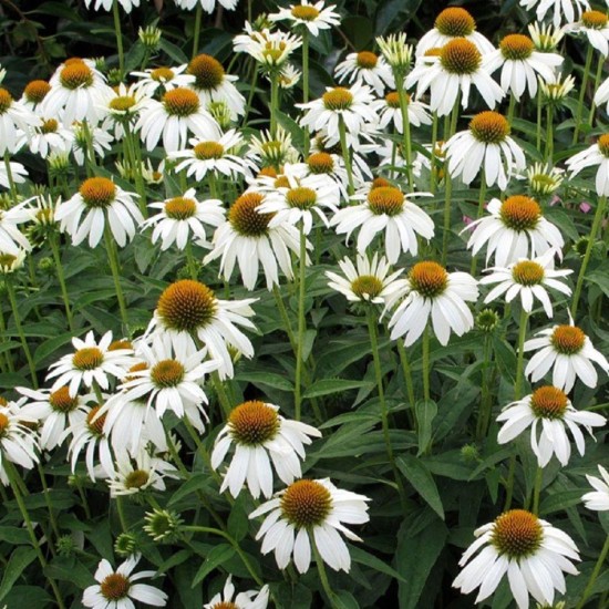 Plante Echinacea purpurea White Swan - Echinacea Plante Echinacea purpurea White Swan - Echinacea