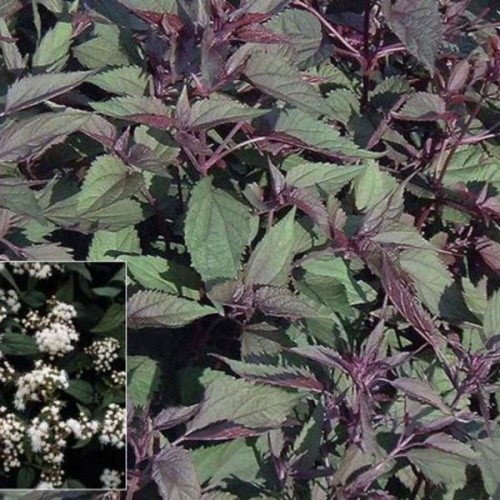 Plante Eupatorium rugosum Chocolate-Salvie indiana