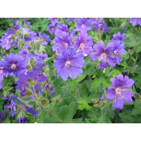 Plante Geranium cranesbill Johnsons Blue - Ciocul berzei