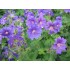 Plante Geranium cranesbill Johnsons Blue - Ciocul berzei