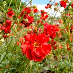 Plante Geum chiloense Mrs J. Bradshaw -Trandafir chilian