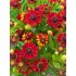 Plante Helenium autumnale Hot Lava - Floarea Elenei