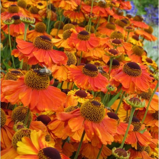 Plante Helenium autumnale Sahin-s Early Flowered -Floarea Elenei