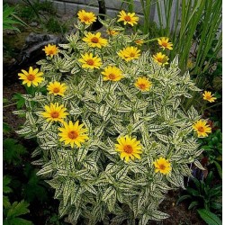 Plante Heliopsis helianthoides Loraine Sunshine -Falsa Floarea Soarelui
