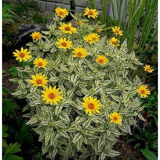 Plante Heliopsis helianthoides Loraine Sunshine -Falsa Floarea Soarelui Plante Heliopsis helianthoides Loraine Sunshine -Falsa Floarea Soarelui