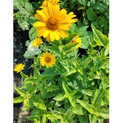 Plante Heliopsis helianthoides Loraine Sunshine -Falsa Floarea Soarelui