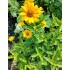 Plante Heliopsis helianthoides Loraine Sunshine -Falsa Floarea Soarelui