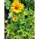 Plante Heliopsis helianthoides Loraine Sunshine -Falsa Floarea Soarelui