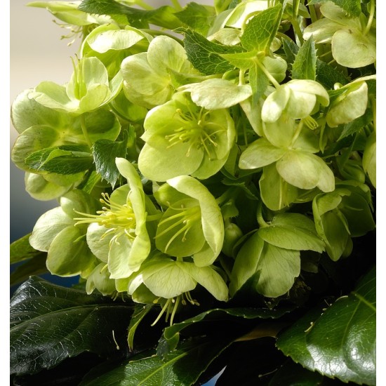Plante Helleborus niger Snow Love - Spanz Plante Helleborus niger Snow Love - Spanz