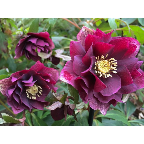 Plante Helleborus orientallis Double Ellen Red - Spanz Plante Helleborus orientallis Double Ellen Red - Spanz