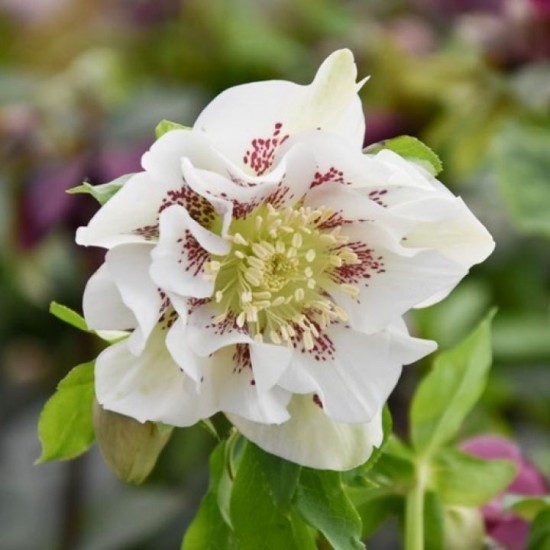 Plante Helleborus orientallis Double Ellen White Spotted - Spanz Plante Helleborus orientallis Double Ellen White Spotted - Spanz