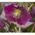 Plante Helleborus orientallis Pretty Ellen Purple - Spanz