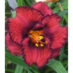 Plante Hemerocallis Berrylicious-Crin de o zi