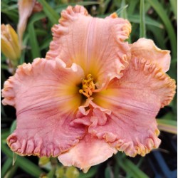 Plante Hemerocallis Diva S Choice - Crin de o zi
