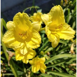 Plante Hemerocallis Ennie Winnie -Crin de o zi