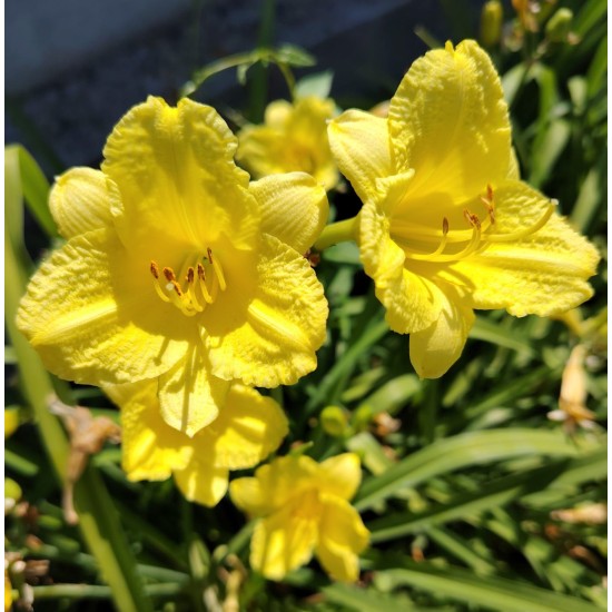 Plante Hemerocallis Ennie Winnie -Crin de o zi