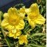 Plante Hemerocallis Ennie Winnie -Crin de o zi
